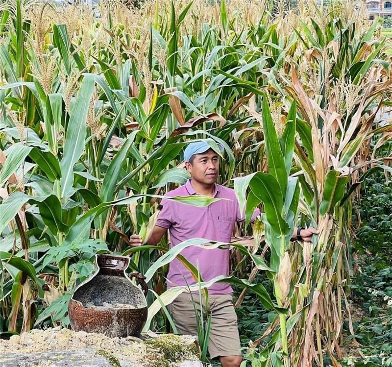 不是攀登石林高臺，就是鉆入玉米莊稼地，吉爾吉斯斯坦《自由之山報(bào)》總編輯納拉雷·阿桑巴耶夫“身手不凡”，與生長旺盛的玉米構(gòu)成了花茂村的鄉(xiāng)間野趣。（張亞欣攝）