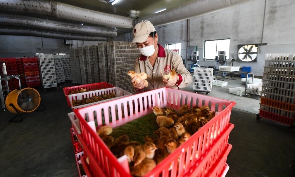 在文昌市的海南（潭牛）文昌雞股份有限公司孵化廠，工人在挑選文昌雞苗。新華社記者楊冠宇 攝