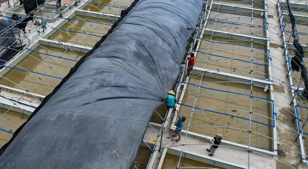 在文昌市翁田鎮(zhèn)的海興農(nóng)翁田蝦苗場，工人重新鋪設(shè)頂棚。無人機照片，新華社記者楊冠宇 攝