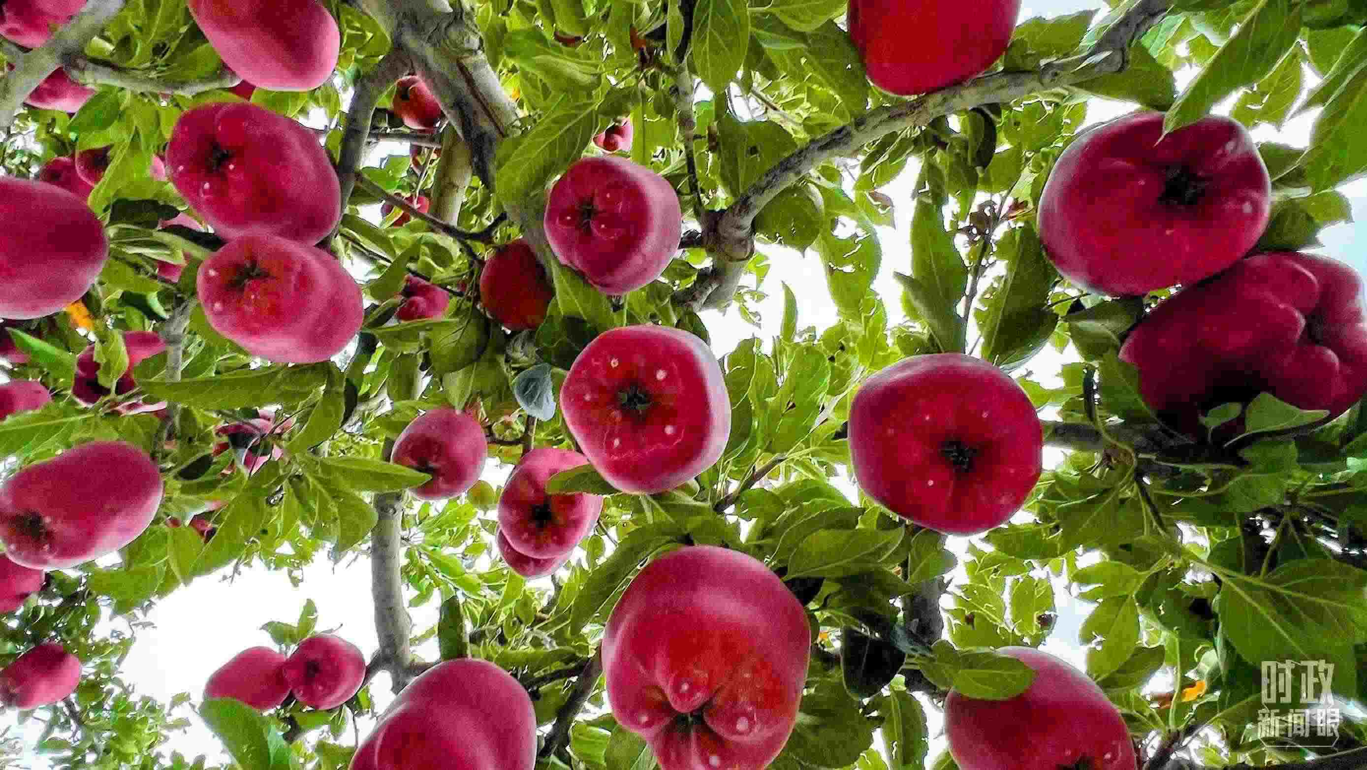 △ 麥積區(qū)南山花牛蘋果基地。（總臺(tái)央視記者程鋮拍攝）