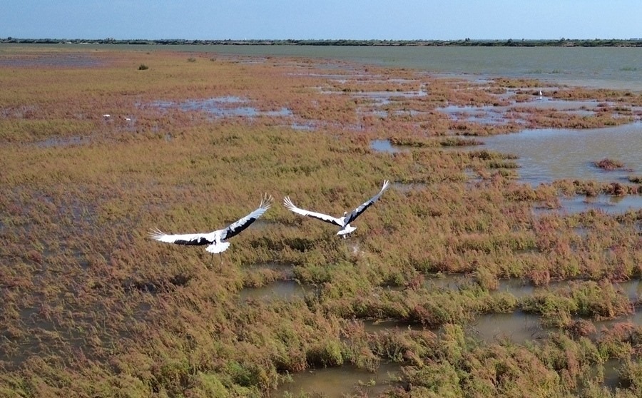 2024年8月28日，丹頂鶴在黃河三角洲國(guó)家級(jí)自然保護(hù)區(qū)展翅翱翔（無(wú)人機(jī)照片）。新華社記者 徐速繪 攝