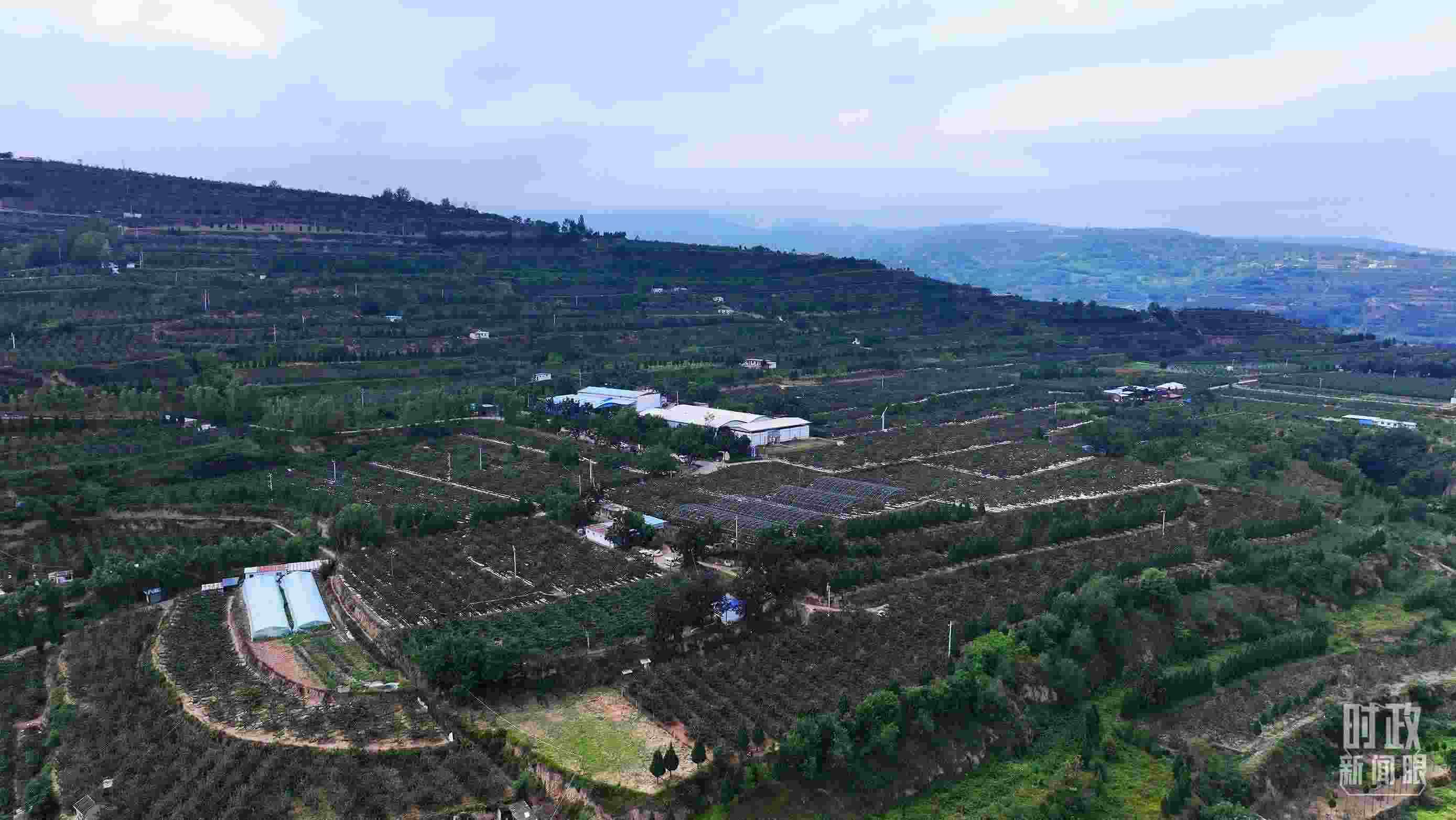 △ 麥積區(qū)南山花牛蘋果基地。（總臺(tái)央視記者范凱拍攝）