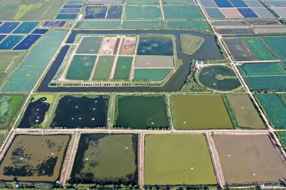 2024年8月13日在山西省臨猗縣薛公村拍攝的蟹塘（無(wú)人機(jī)照片）。薛公村位于黃河岸邊，有5000多畝黃河灘涂和近5000畝荒溝。當(dāng)?shù)赝ㄟ^(guò)將荒溝和灘涂進(jìn)行整合，發(fā)展特色水產(chǎn)養(yǎng)殖，讓守著黃河水、住在黃河灘的薛公村村民有了新的致富路。
