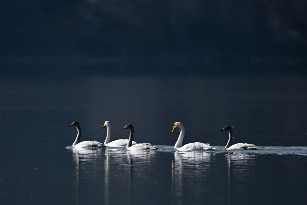 2023年11月30日，天鵝在青海省海東市化隆回族自治縣群科鎮(zhèn)境內(nèi)的黃河上游弋。近年來(lái)，青海省加大力度保護(hù)治理境內(nèi)黃河流域，改善當(dāng)?shù)厣鷳B(tài)環(huán)境，為越冬候鳥(niǎo)提供良好棲息地。