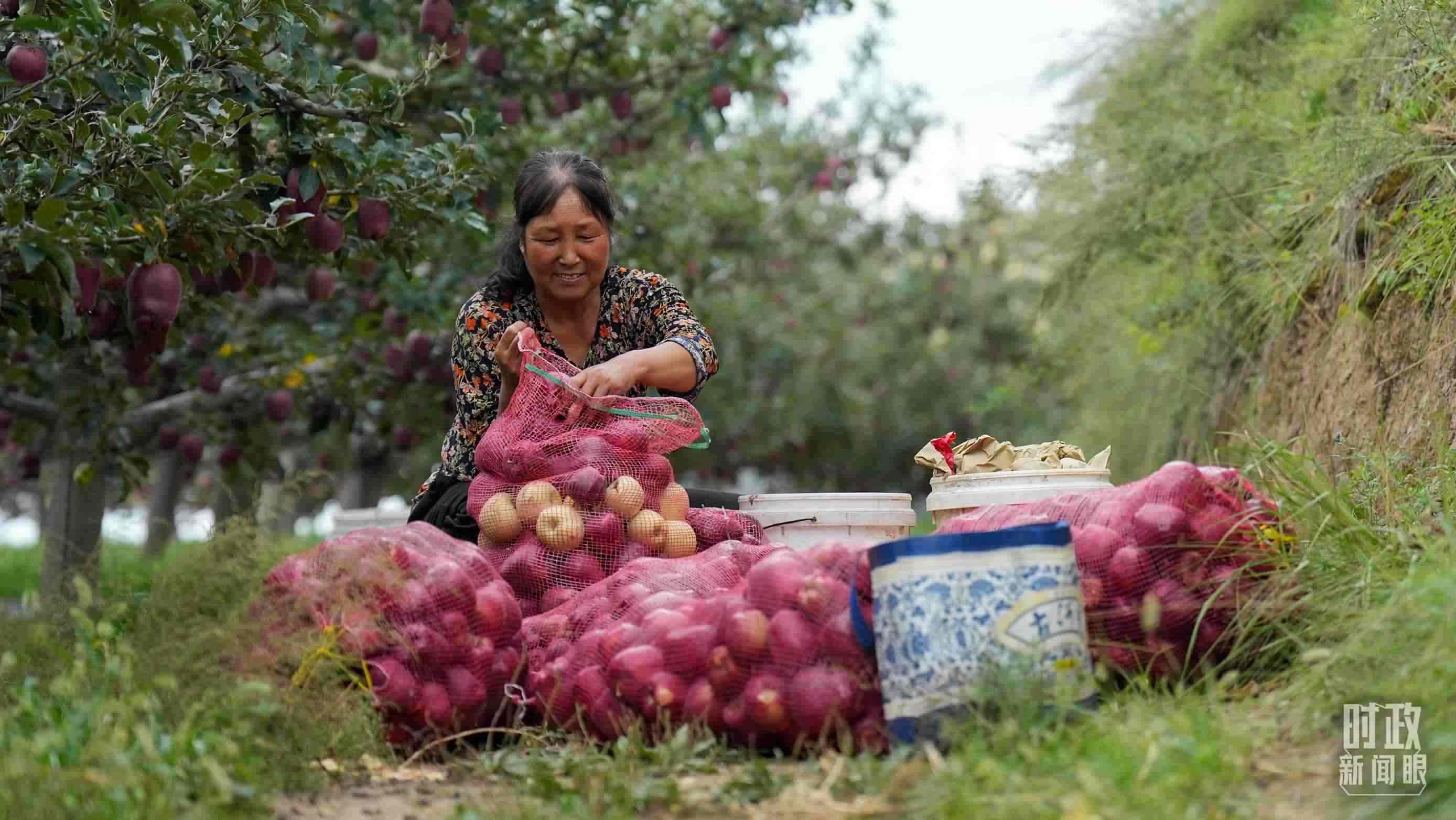 △南山花牛蘋果基地在2023年帶動(dòng)9000多戶村民實(shí)現(xiàn)增收。（總臺(tái)國廣記者李晉拍攝）