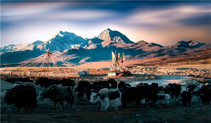 雅拉雪山上的牦牛群。蕭旺擺攝