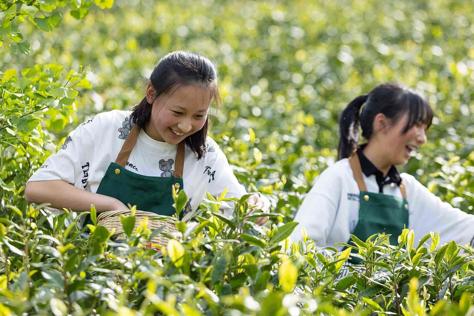 浙江安吉，游客在茶園里體驗采茶