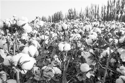 圖為新疆阿克蘇棉田。新研究揭示了GhEXL3基因調(diào)控棉纖維伸長(zhǎng)的分子機(jī)制，為棉纖維品質(zhì)遺傳改良提供了重要理論依據(jù)。視覺中國(guó)供圖