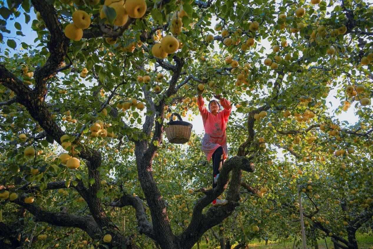 2024年10月4日，安徽省宿州市碭山縣程莊鎮(zhèn)衡樓村百年老梨園里，梨農(nóng)在忙著采摘酥梨。來(lái)源:人民圖片