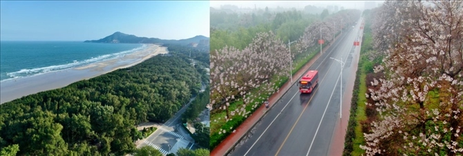 拼版照片：左圖為位于東山縣金鑾灣沿岸的木麻黃防護(hù)林帶（無人機(jī)照片，新華社記者 姜克紅 攝）；右圖為2021年4月20日在蘭考縣焦裕祿干部學(xué)院附近拍攝的泡桐花（無人機(jī)照片，新華社記者 郝源 攝）。