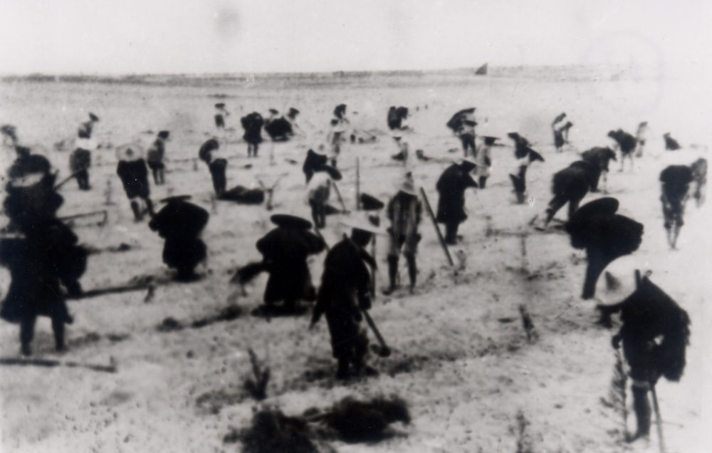 上世紀(jì)東山百姓在沙灘造林（資料照片）。