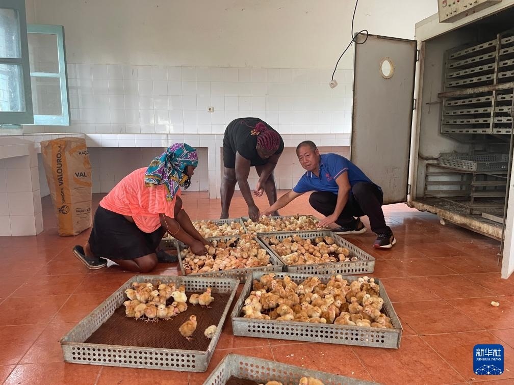 中國援圣普農牧業(yè)技術項目組專家在圣多美和普林西比家禽繁育中心指導雛雞人工孵化技術（2024年10月8日攝）。新華社發(fā)（中國援圣普農技組供圖）