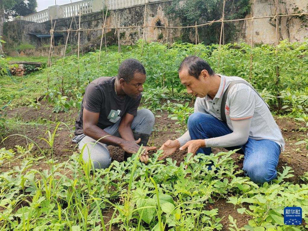中國援圣普農牧業(yè)技術項目組專家彭杰（右）在圣多美和普林西比的梅佐希大區(qū)指導蔬菜種植戶改善田間管理技術（2024年1月25日攝）。新華社發(fā)（中國援圣普農技組供圖）