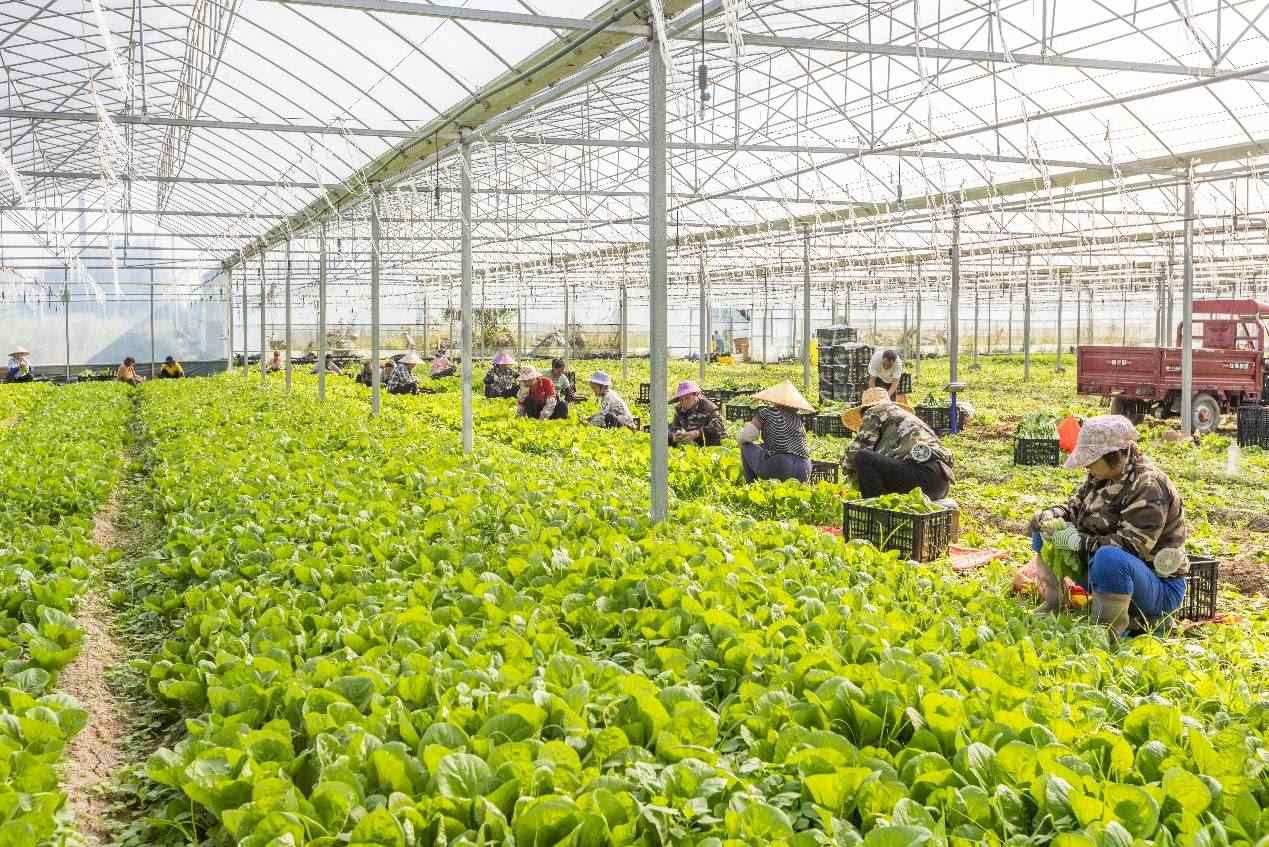 2024年10月8日，在廣西梧州市蒙山縣文圩鎮(zhèn)大明村一個大棚蔬菜基地內(nèi)，民工在采摘、包裝包心菜，準備運銷外地。來源：人民圖片