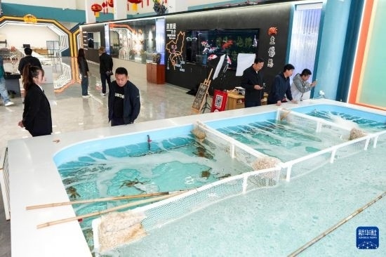 9月20日，游客在吉林省琿春市的帝王蟹保稅店內(nèi)選購帝王蟹。新華社記者 許暢 攝