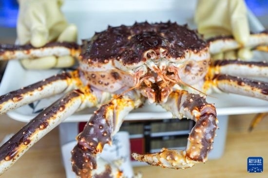 這是9月20日在吉林省琿春市的東北亞跨境電商產(chǎn)業(yè)園內(nèi)的帝王蟹保稅店拍攝的帝王蟹。新華社記者 許暢 攝