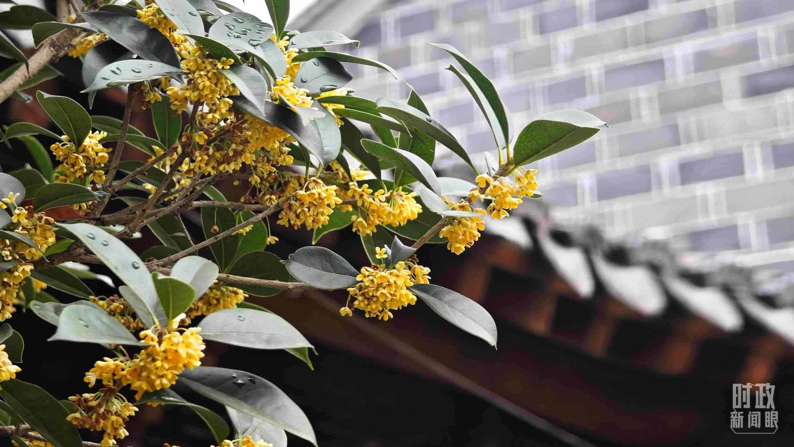 △六尺巷。（總臺央視記者趙化、彭漢明拍攝）