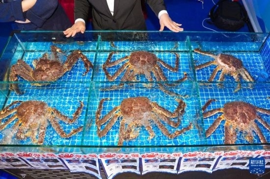 這是9月19日拍攝的吉林省琿春市一商家所售賣的帝王蟹。新華社記者 許暢 攝