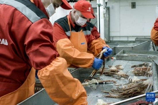 俄羅斯蟹業(yè)集團(tuán)的工作人員在生產(chǎn)線上加工產(chǎn)品（資料照片）。新華社發(fā)（俄羅斯蟹業(yè)集團(tuán)供圖）