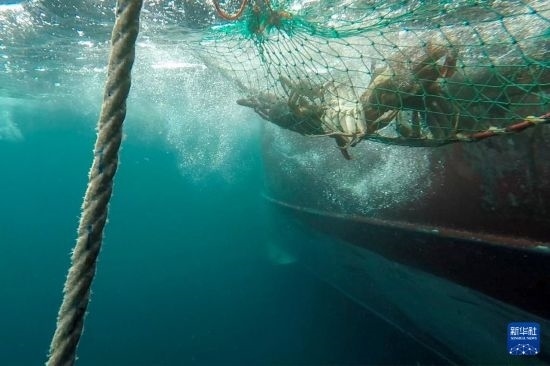 這是俄羅斯蟹業(yè)集團(tuán)的捕撈船進(jìn)行遠(yuǎn)洋捕撈的資料照片。新華社發(fā)（俄羅斯蟹業(yè)集團(tuán)供圖）