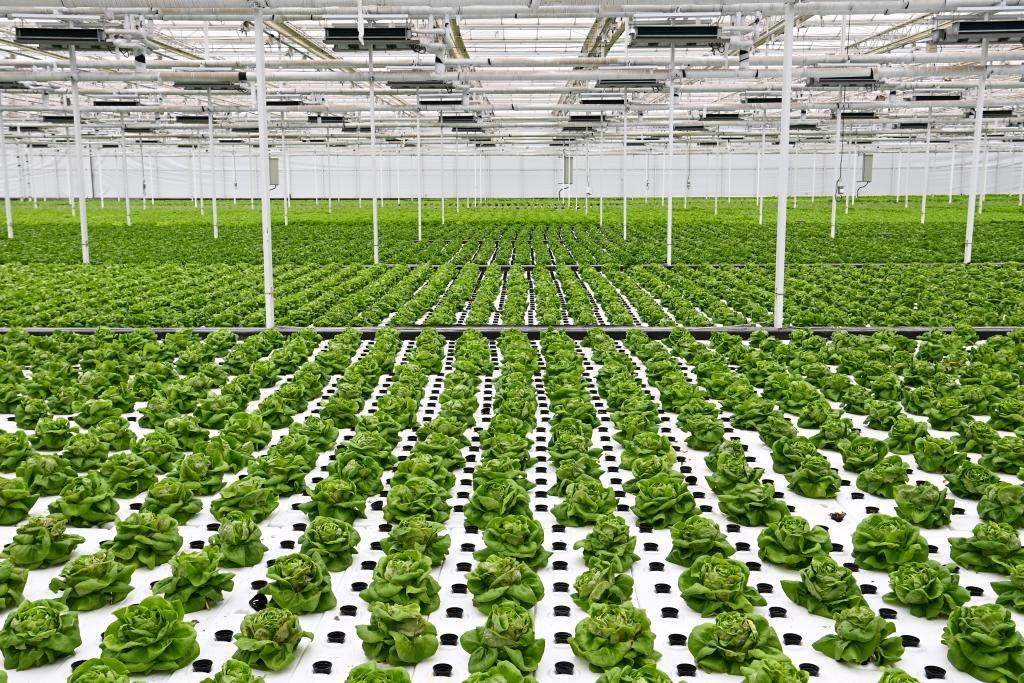 10月26日，楊凌智慧農(nóng)業(yè)示范園智慧溫室內(nèi)通過(guò)無(wú)土栽培技術(shù)種植的蔬菜。新華社記者 鄒競(jìng)一 攝