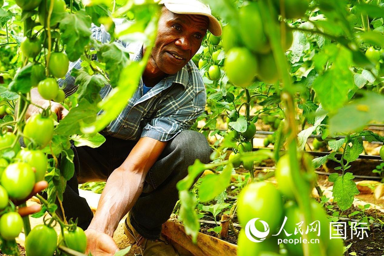 肯尼亞納庫魯郡，當?shù)剞r(nóng)民喬納·卡蘭賈家的溫室大棚里，番茄長勢喜人。人民網(wǎng)記者 黃煒鑫攝