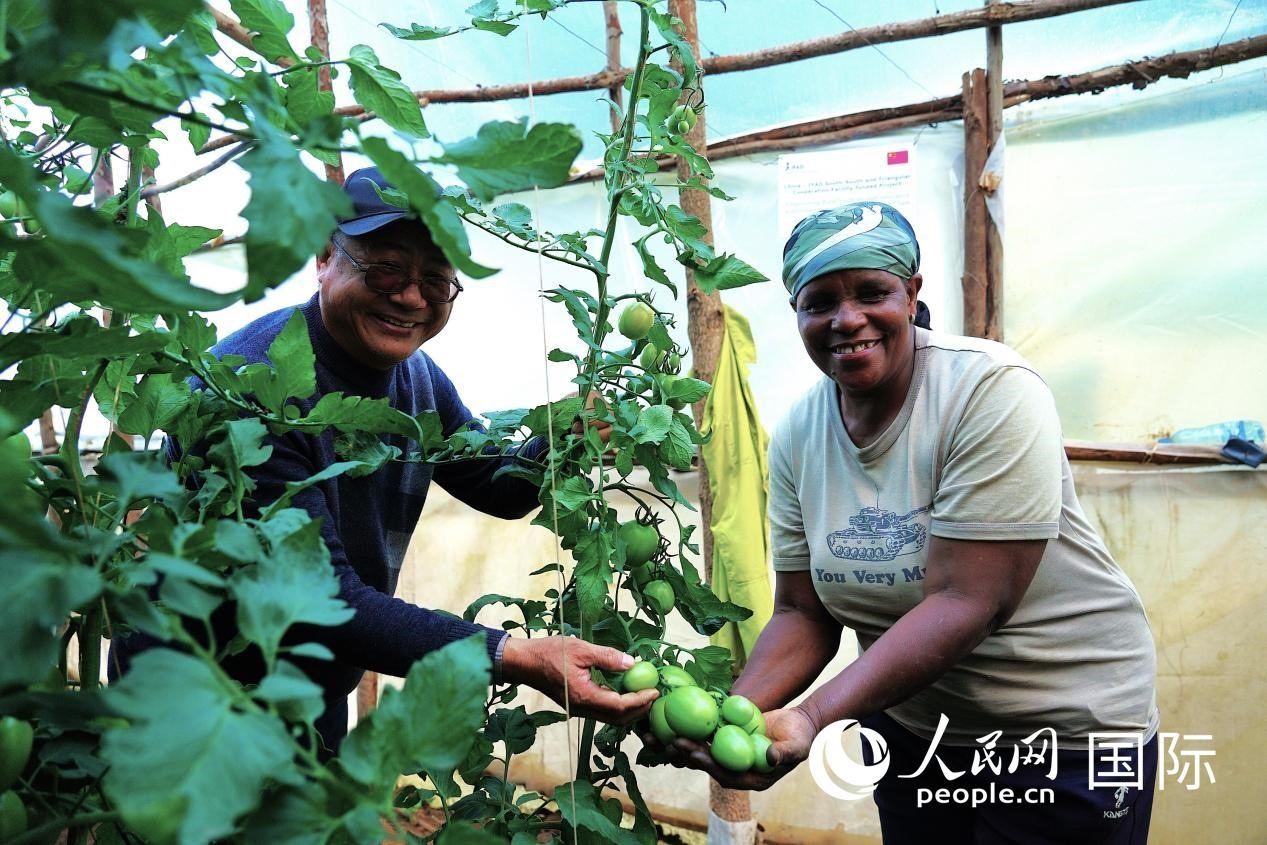 肯尼亞納庫魯郡，南京農(nóng)業(yè)大學援非專家劉高瓊和當?shù)剞r(nóng)民瑪麗·姆旺吉在溫室大棚里查看番茄種植情況。人民網(wǎng)記者 黃煒鑫攝