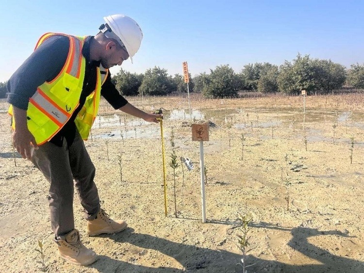 工作人員在監(jiān)測(cè)紅樹苗生長(zhǎng)情況。中國(guó)土木供圖