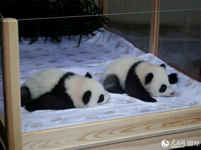 柏林動物園的明星“夢好”與“夢甜”。人民網(wǎng) 肖晶攝