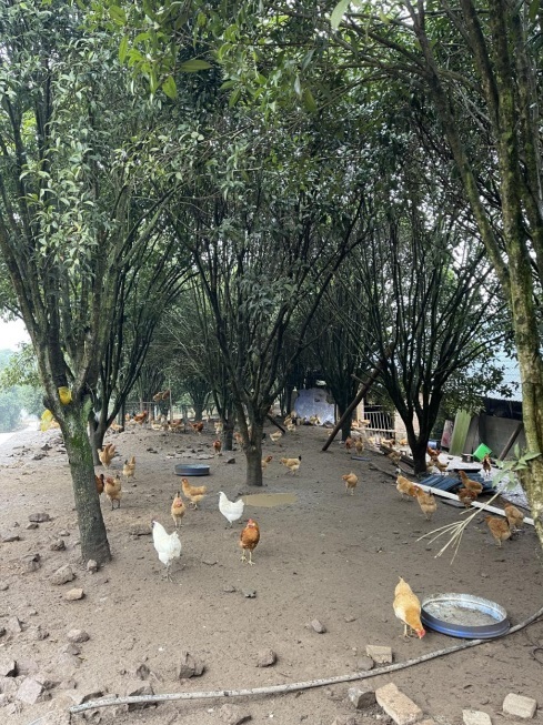 桂花林里的桂飛雞。劉軍國攝