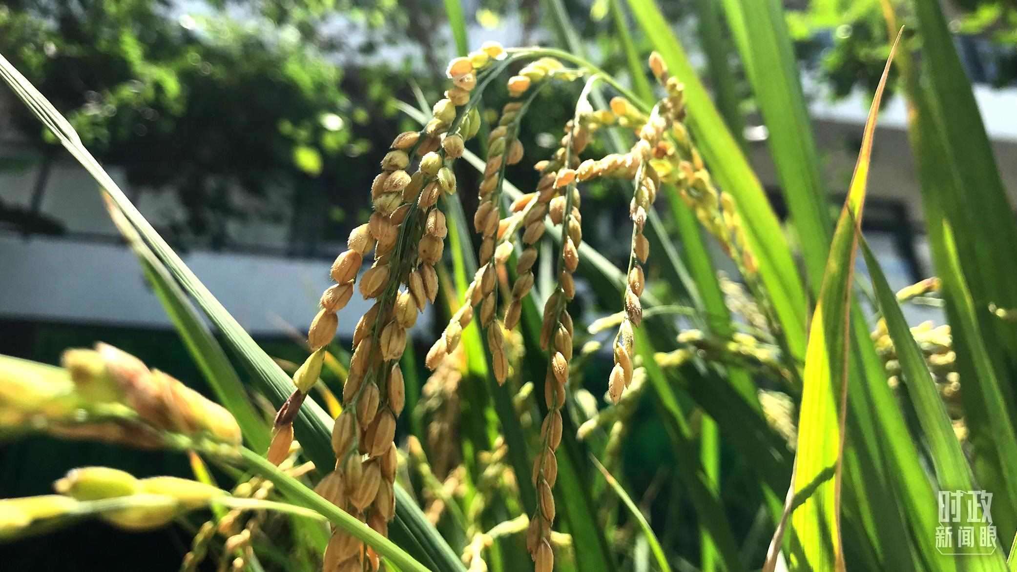 在海南培育的水稻品種。（總臺央視記者石偉明拍攝）