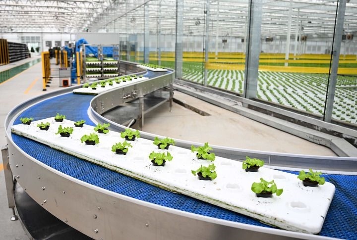 2024年12月12日在內(nèi)蒙古鄂爾多斯市達(dá)拉特旗內(nèi)蒙古現(xiàn)代數(shù)字農(nóng)業(yè)科技產(chǎn)業(yè)園拍攝的生菜苗。 新華社記者 貝赫 攝