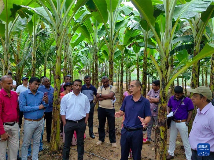 10月10日，在斯里蘭卡霍勒訥的一處香蕉示范基地，中國(guó)、聯(lián)合國(guó)糧農(nóng)組織與斯里蘭卡南南合作項(xiàng)目中國(guó)專家組組長(zhǎng)孫德權(quán)為當(dāng)?shù)剞r(nóng)民進(jìn)行技術(shù)培訓(xùn)。新華社發(fā)（中國(guó)、聯(lián)合國(guó)糧農(nóng)組織與斯里蘭卡南南合作項(xiàng)目專家組供圖）