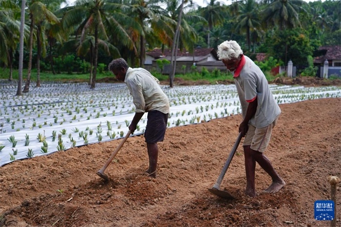 12月23日，斯里蘭卡馬坎杜拉的農(nóng)民在菠蘿田地里勞作。新華社記者 陳冬書 攝