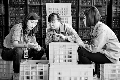 為拓展柿子產(chǎn)業(yè)發(fā)展新途徑，在陜西富平淡村鎮(zhèn)，歸國留學(xué)生王薇參與創(chuàng)建了一座柿酒酒莊。新華社發(fā)