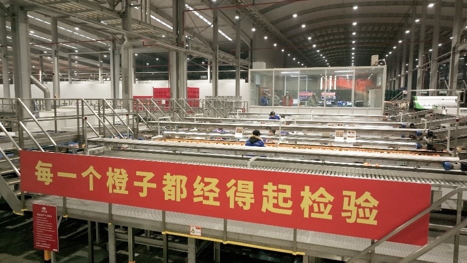 工人在智能生產(chǎn)線上對臍橙精深加工。人民網(wǎng)記者 張力洋攝