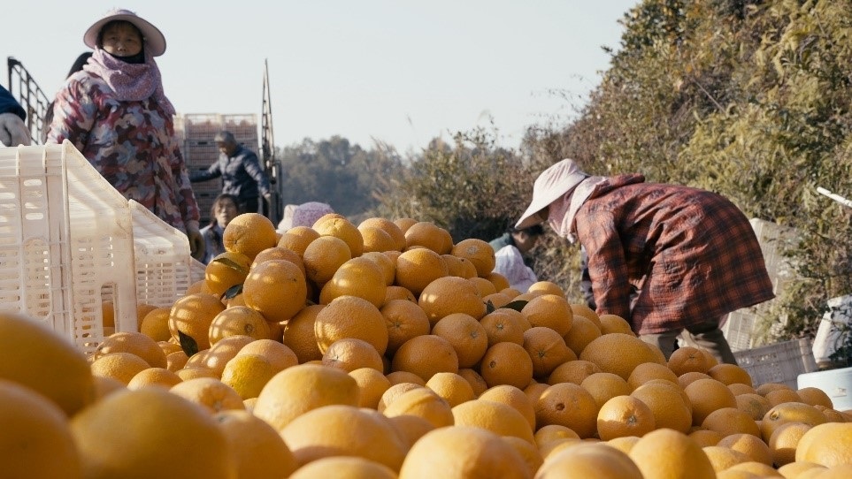 贛南臍橙喜獲豐收。人民網(wǎng)記者 張力洋攝