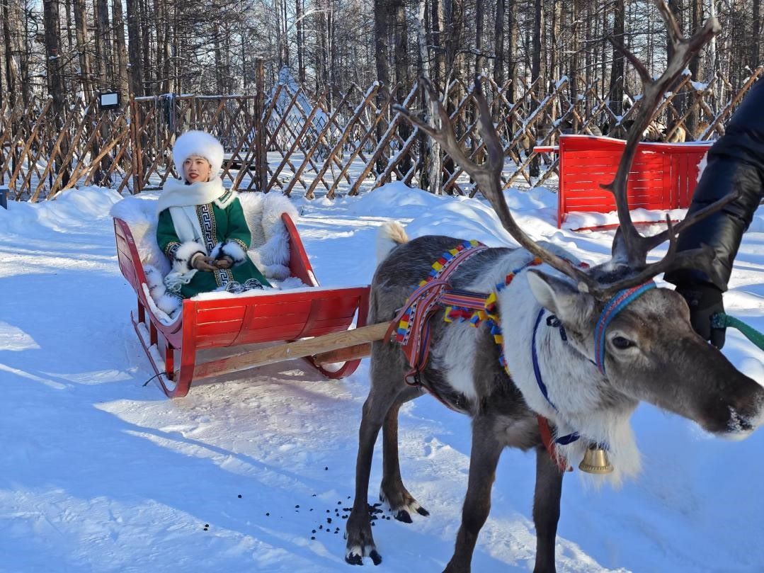 游客體驗馴鹿拉雪橇。人民網(wǎng)記者 苗陽攝