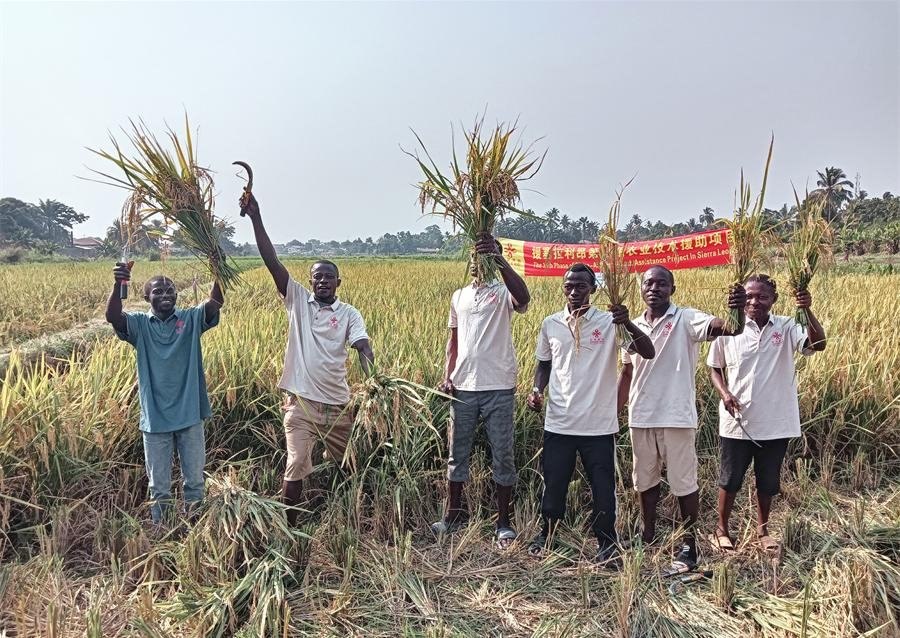 當(dāng)?shù)卮迕裾故窘衲甑乃痉N植成果。中國援塞農(nóng)業(yè)專家組供圖