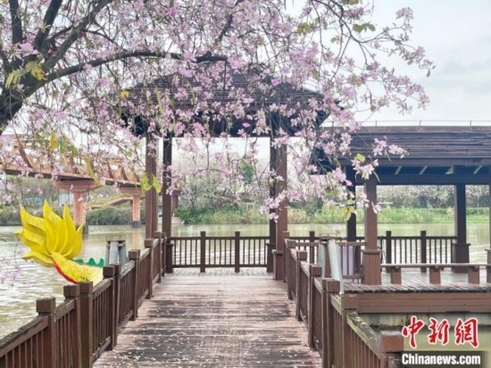 3月7日，廣州海珠國家濕地公園宮粉紫荊花海吸引游人。中新社記者 許青青 攝