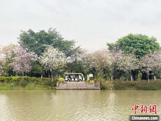 3月7日，廣州海珠國家濕地公園宮粉紫荊花海吸引游人。中新社記者 許青青 攝