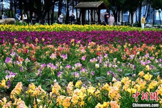 福州:民眾暢游花海