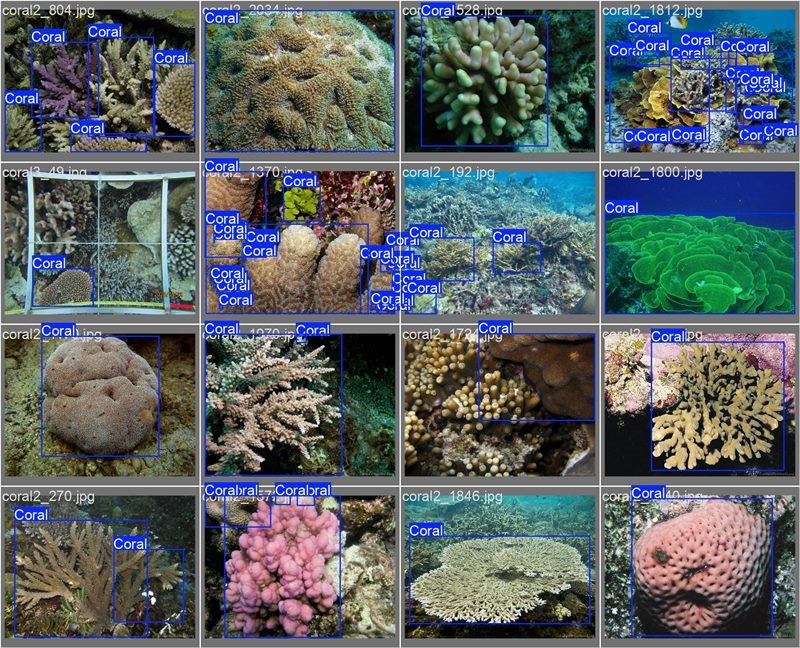 南海珊瑚識(shí)別。阿里云供圖
