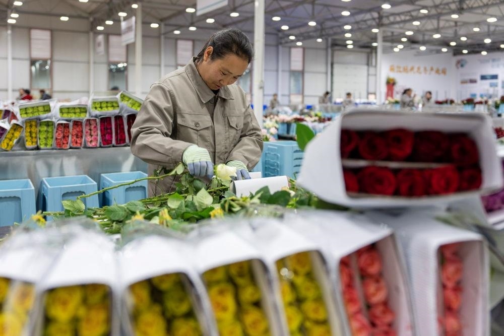 △近日，工作人員在云南麗江現(xiàn)代花卉產(chǎn)業(yè)園包裝鮮花。