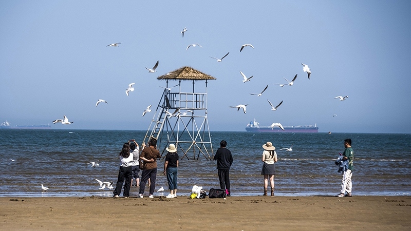 2024年5月12日，河北秦皇島，北戴河鴿子窩公園成群海鷗在天空中自由翱翔，與大海、藍(lán)天構(gòu)成了一幅美麗的畫卷。