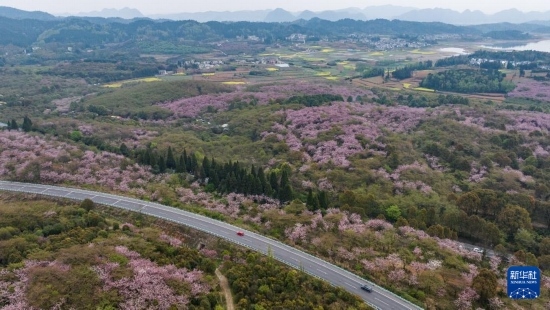 清鎮(zhèn)市紅楓湖鎮(zhèn)右二村旁的道路與花海相映（4月5日攝，無(wú)人機(jī)照片）。