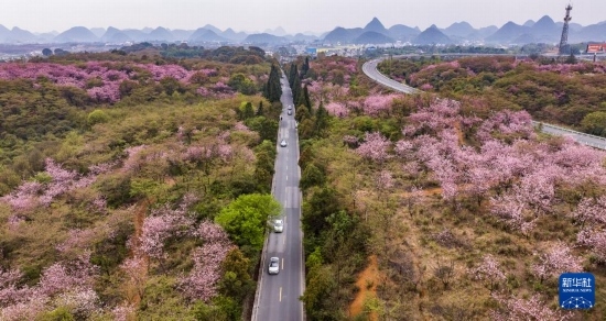 游客驅(qū)車(chē)前來(lái)清鎮(zhèn)市紅楓湖鎮(zhèn)右二村踏青游玩（4月5日攝，無(wú)人機(jī)照片）。