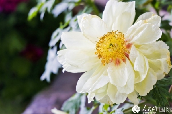 洛陽(yáng)國(guó)家牡丹園牡丹盛開(kāi)。 人民網(wǎng)記者 魯揚(yáng)攝