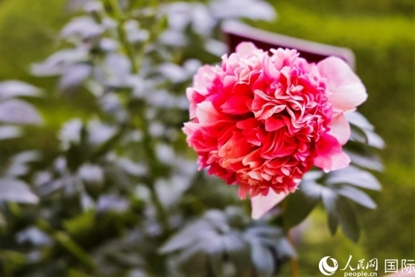 洛陽(yáng)國(guó)家牡丹園牡丹盛開(kāi)。 人民網(wǎng)記者 魯揚(yáng)攝