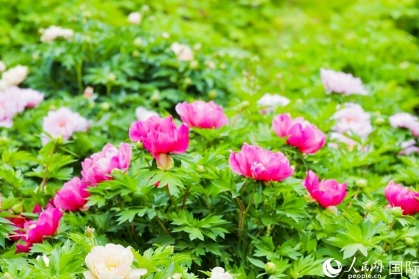 洛陽(yáng)國(guó)家牡丹園牡丹盛開(kāi)。 人民網(wǎng)記者 魯揚(yáng)攝